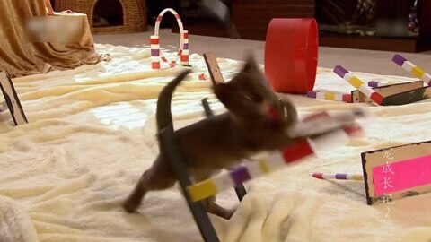 萌宠养成计划 猫咪田径运动会