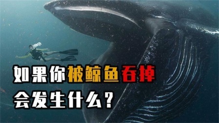 如果你突然被鲸鱼吞掉，会发生什么？还有生还的机会吗
