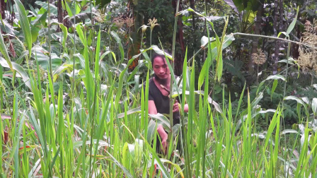 原始丛林人苏门答腊 第二季 独自在荒野，新物种的种植实验，种植什么作物更适合