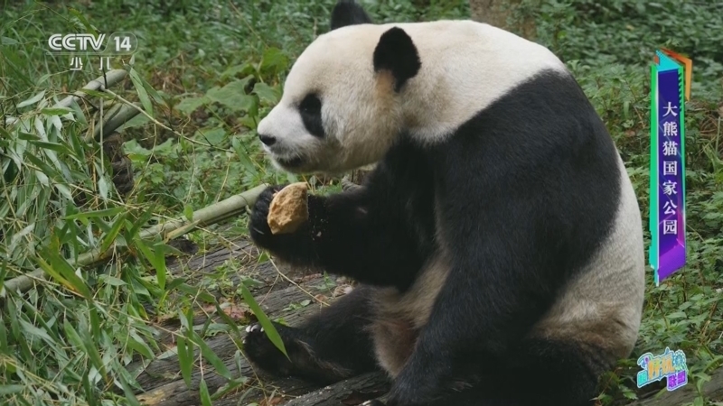 《活力少年派》 20250831