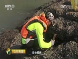 生财有道 《生财有道》 20160901 生态中国系列（沿海行）——走进福鼎看海岛