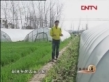 生财有道 《生财有道》 20120413 长丰草莓的富民秘笈
