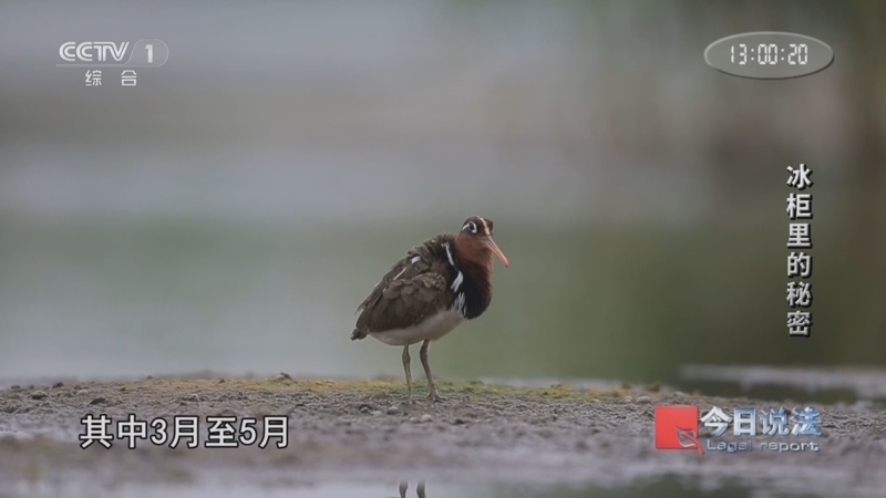 《今日说法》 20250521 “国际生物多样性日”特别策划 冰柜里的秘密