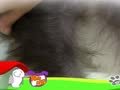 狗狗日记 第109天 银灰色的毛