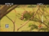 动物世界 《动物传奇》 20131205 狂野动物4