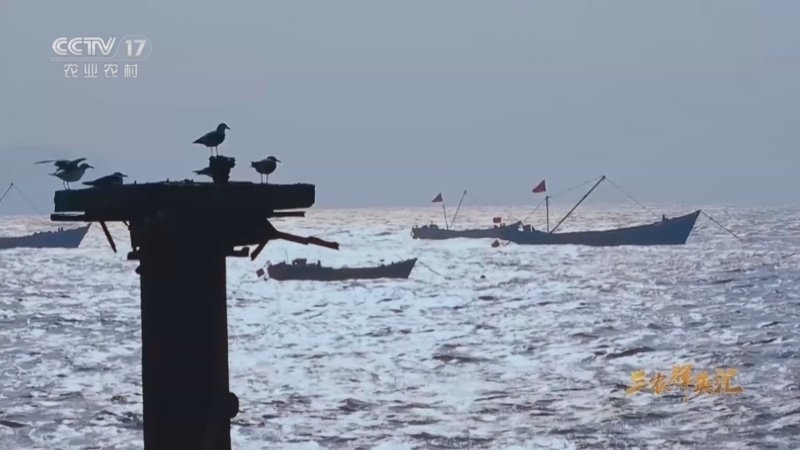 《三农群英汇》 20251223 院士田间大课堂——“蓝色园丁”的耕海守望