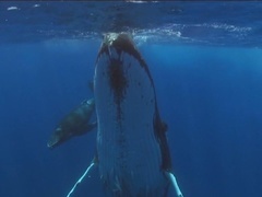 地球脉动 第一季（Planet Earth I）第9集：多样浅海