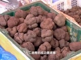 走近科学 《走近科学》 20151229 食材新说之松露（下）