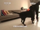 走近科学 《走近科学》 20150212 家有顽宠之我想和你交朋友
