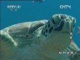 动物世界 《动物世界》 20120922