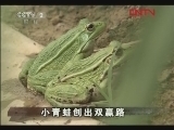生财有道 《生财有道》 20120201 小青蛙创出双赢路