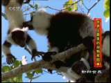 动物世界 动物世界 2010年 第233期
