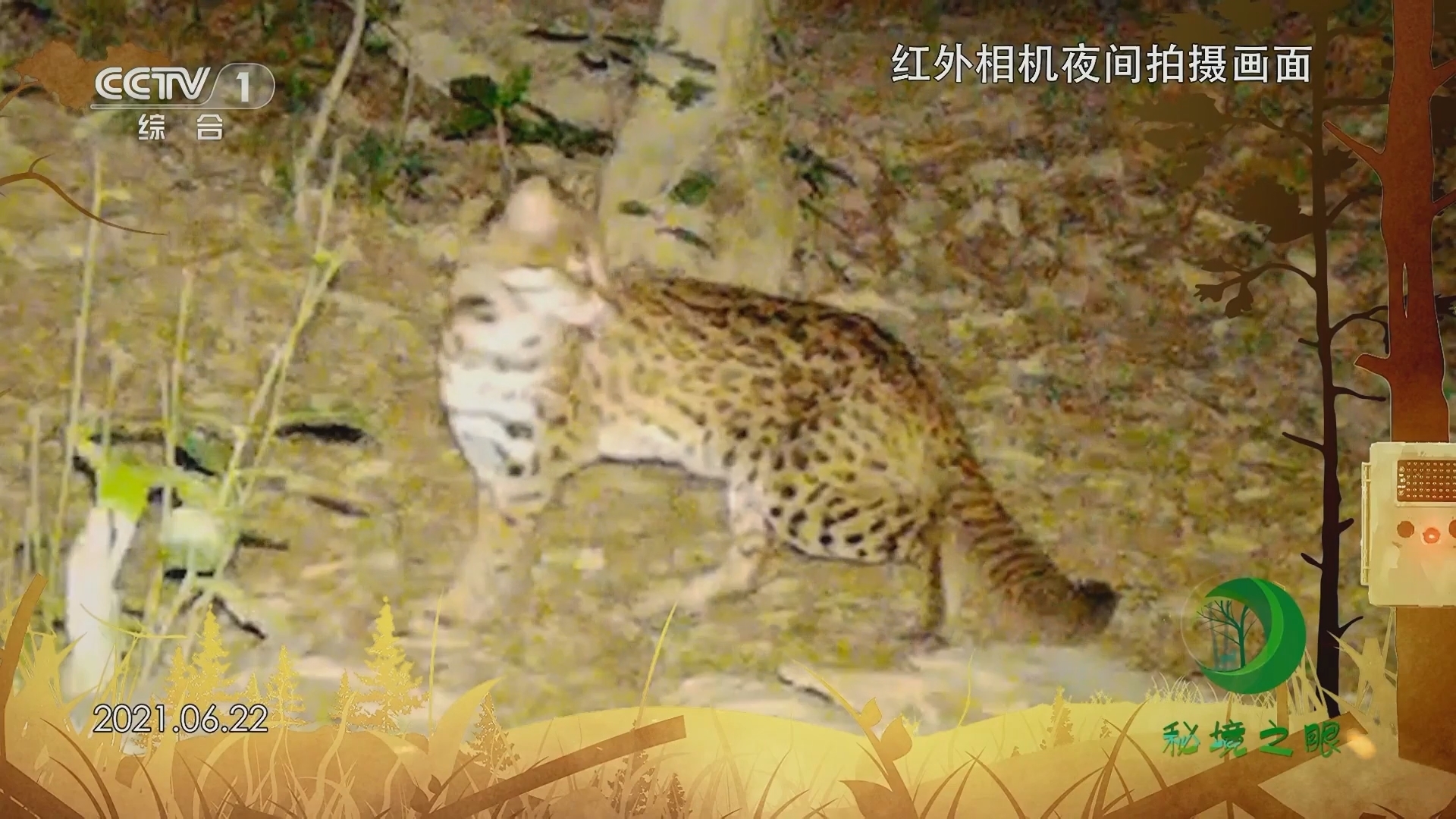 秘境之眼 《秘境之眼》 豹猫 20230905