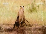 自然传奇 《自然传奇》 20170708 最后的大猫王国
