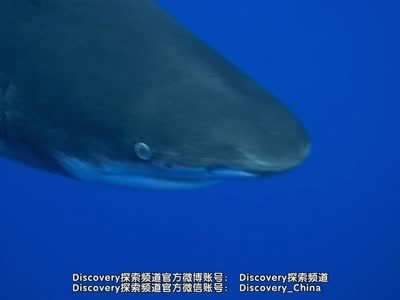 绝命狂鲨称霸地球蓝海 真实还原鲨鱼袭击过程