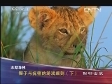 动物世界 《动物世界》 20130513 狮子与疣猪的游戏规则（下）