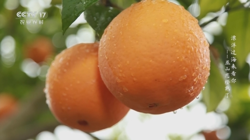 《乡土中国》 20251224 漂洋过海来看你——巫山恋橙熟了