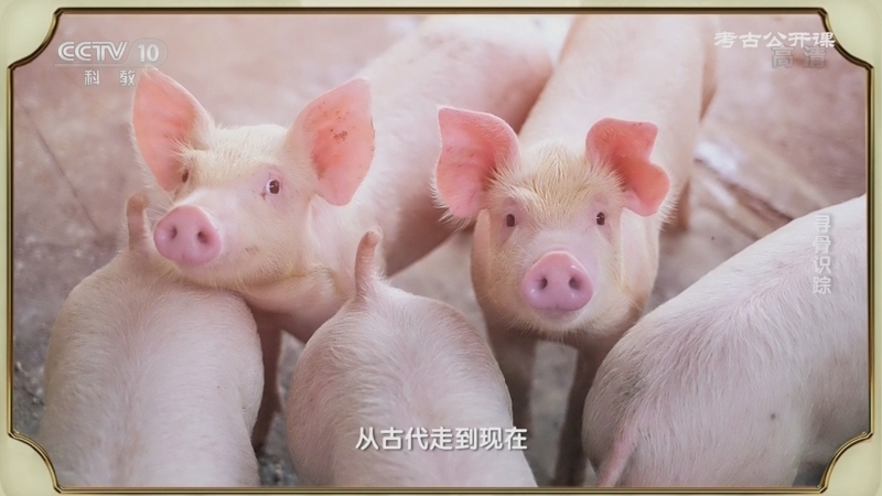 考古公开课 《考古公开课》 20221113 寻骨识踪