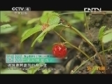 远方的家 百山百川行 第一百集 岷山深处阿夏沟《远方的家》 20130919