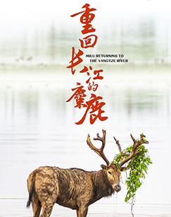 重回长江的麋鹿