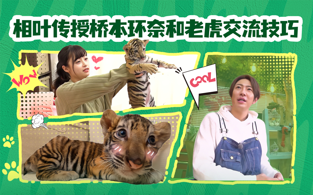 I Love 大家的动物园 相叶在线教学“老虎语”