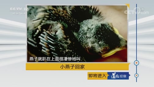 道德观察 《道德观察(日播版)》 20190921 小燕子回家