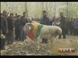 生财有道 《生财有道》 20131206 昔日斗羊事 今朝生意经