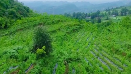 与梦想合拍 皂角树 造福树