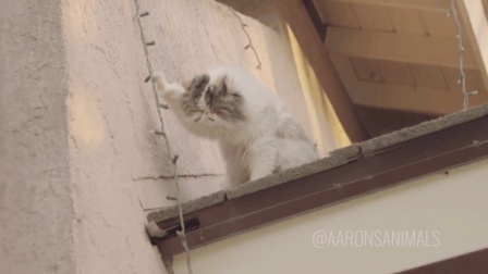 猫男AaronsAnimals 第一季 猫咪吃起醋来连主人都不放过 最后摔下来那一下隔着屏幕都感觉疼 04