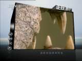 动物世界 动物世界 2011年 第122期
