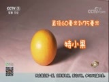 致富经 [致富经]同样的脐橙 他一年多赚3600万 20180116