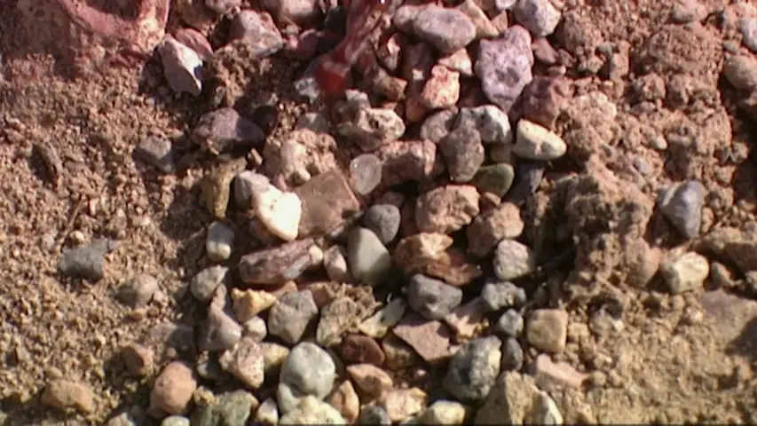 《林下生命》第5集