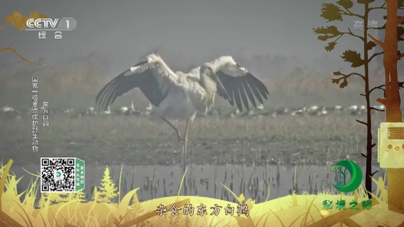 秘境之眼 《秘境之眼》 鸿雁/小天鹅/苍鹭/白琵鹭/东方白鹳/凤头麦鸡 20221112