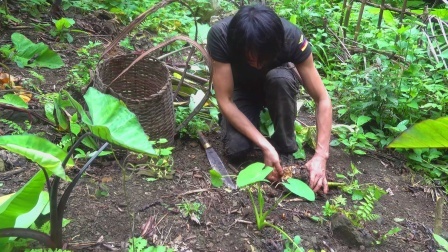 原始丛林人苏门答腊 第二季 独自在越南丛林荒野求生，收获很多让人发痒的芋头