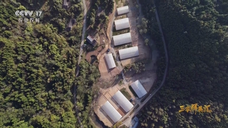 《三农群英汇》 20251026 我的田间创富路——鸭棚里的青春