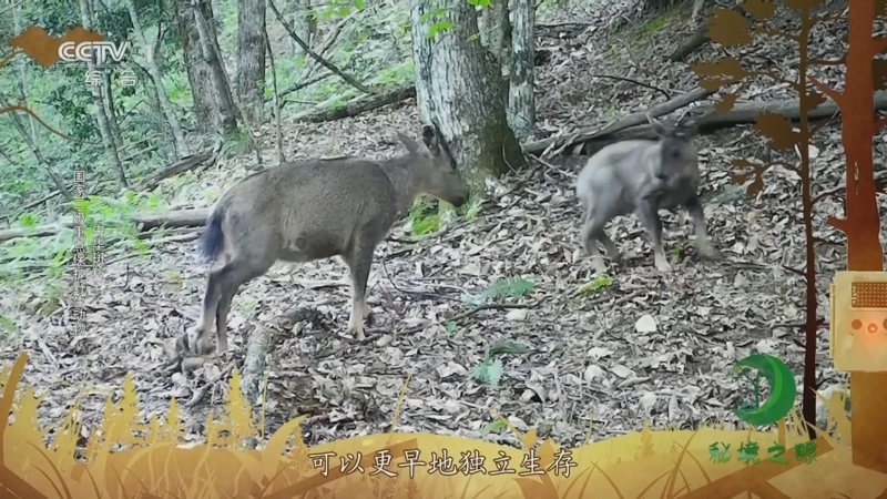 秘境之眼 《秘境之眼》 虎/梅花鹿/中华斑羚/豪猪 20231001