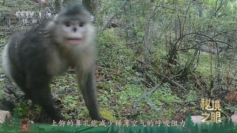 秘境之眼 《秘境之眼》 滇金丝猴 20260104