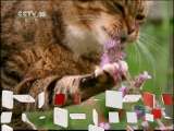 自然传奇 自然传奇 2011年 第37期 揭秘动物行为（三）