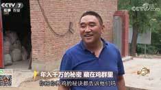 致富经 [致富经]年入千万的秘密 藏在鸡群里 20180813
