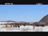 军事纪实 《军事纪实》 20150219 春风满军营② 情暖恩和哈达