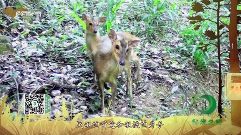 《秘境之眼》 小麂 20210708