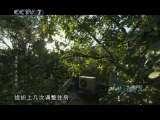 梦怀青萍——开国上将张爱萍 第4集 矢志伏虎