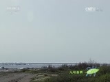 人与自然 《人与自然》 20160419 北极狐卡拉的逆袭（下）