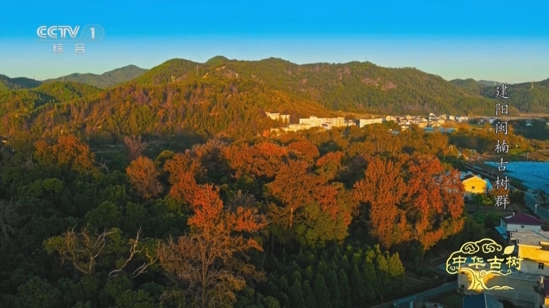 《中华古树》 建阳闽楠古树群