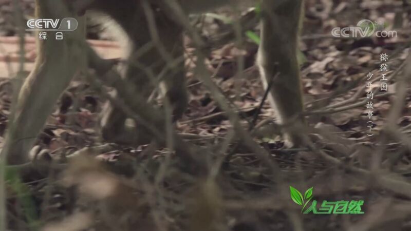 人与自然 《人与自然》 20200902 猕猴王国——少年的故事（下）