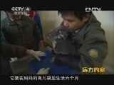 远方的家 《沿海行特别节目》亲近野生动物《远方的家》 20120511