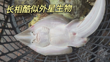 南澳岛赶海日记 下雨天捕鱼却连续上好货，这种长得像外星生物的鱼，却叫做美人鲨