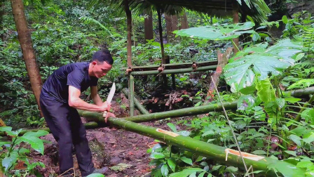 用竹子制作水管，将水引入庇护所，体验雨林原始生活