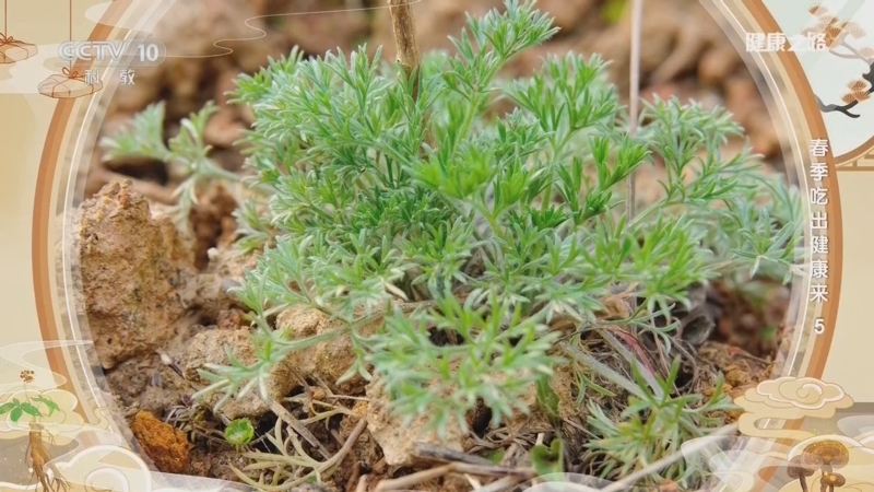 《健康之路》 20260411 春季吃出健康来 5