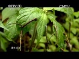 军事纪实 《军事纪实》 20150622 边境巡逻记（上）
